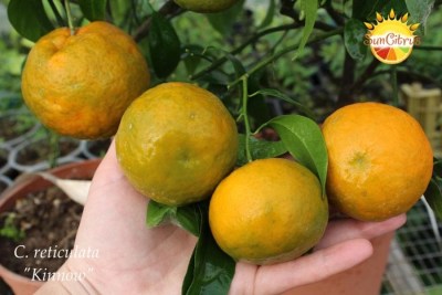 C. reticulata Kinnow - 